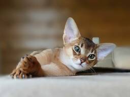 Абиссинские котята