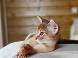 Абиссинские котята - фото 3