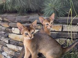 Абиссинские котята