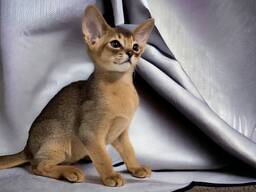 Абиссинские котята