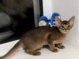 Абиссинские котята - фото 1