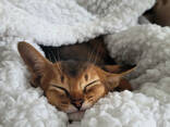 Абиссинские котята дикого окраса - фото 1