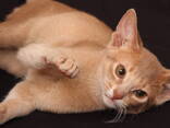 Абиссинский котенок окраса фавн - фото 2