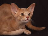 Абиссинский котенок окраса фавн - фото 3