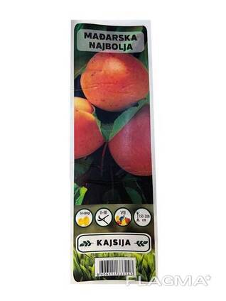 Абрикос Madjarska najbolja саженец в коробке ЗКС Сербия "RI"