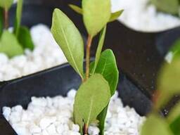 Агроперлит в мешках по 5 литров