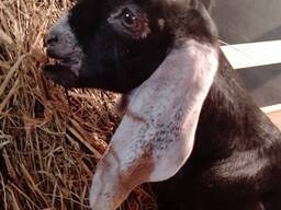 Англо-нубийские козлята