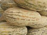 Дыни из Туркмении - фото 3