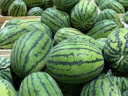 Арбуз Сербия