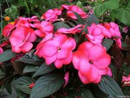 Бальзамин новогвинейский