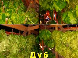 Банные веники