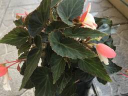 Бегония ампельная