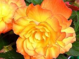 Бегония Picotee Cascade Sunrary 2шт/уп р.5/6 (луковица) 10218