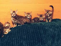 Бенгальские котята