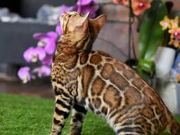 Бенгальские котята из питомника: котик2