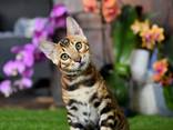 Бенгальские котята из питомника: котик2 - фото 1