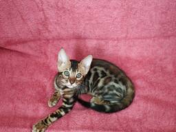 Бенгальский котенок