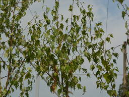 Береза бородавчатая (штамб) Лациниата (Betula pendula Laciniata)