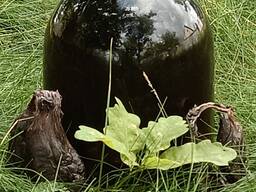 Бобровая струя