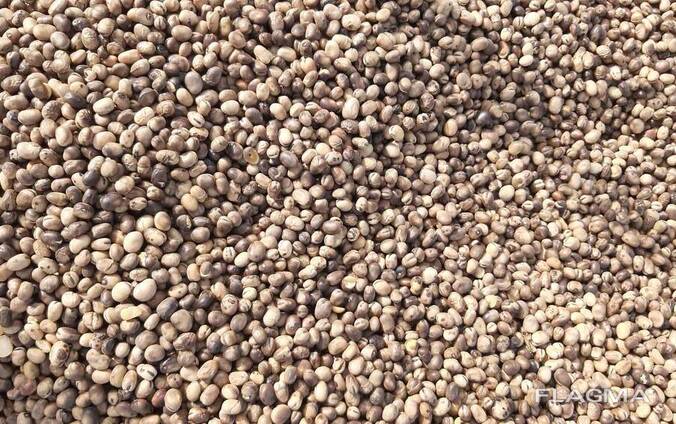 Бобы кормовые сорт Тайфун и Фанфар