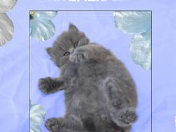 Британская короткошерстная