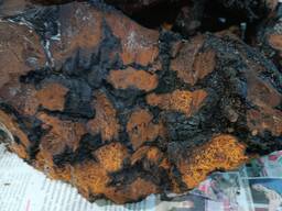 Чага берёзовая