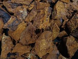 Чага берёзовая