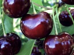 Черешня «Бурлат»