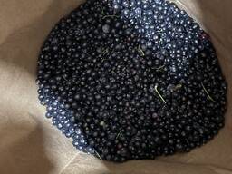 Черная смородина 2025 оптом