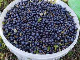 ЧЕРНИКА свежая