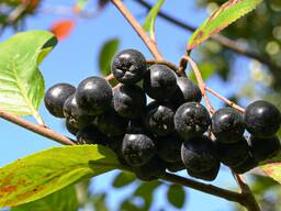 Черноплодная рябина