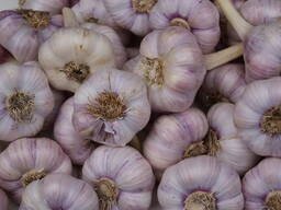 Чеснок