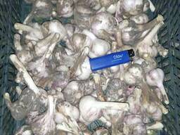 Чеснок Полесский сувенир 2022