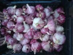 Чеснок урожая 2018