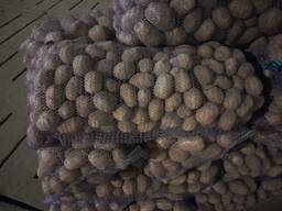 Чипсовый картофель: сорт Леди Клэр