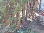 Чистка участков спил деревьев - фото 1