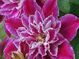 Cортовые розы, пионы, тюльпаны, гортензии, клематисы и др - фото 1