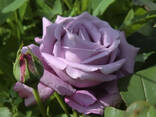 Cортовые розы, пионы, тюльпаны, гортензии, клематисы и др - фото 6