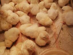 Цыплята-несушки