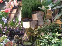 Семена , саженцы и посевные материалы