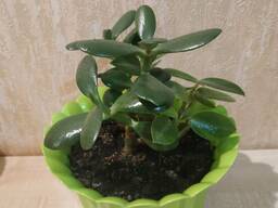 Денежное дерево, Толстянка