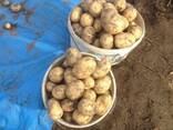 Домашний картофель и другие овощи с бесплатной доставкой Минск