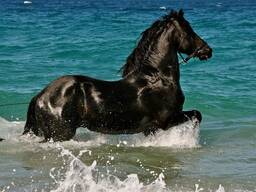 ДОРОГО купим коней жеребят лошадей быков коров КРС