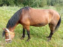 Дорого купим лошадей, коней, жеребят, коров, быков.