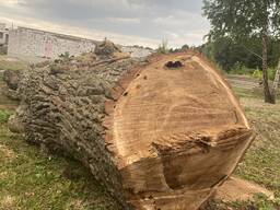 Дуб спиленный