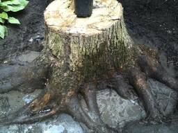 Дубовые пни с корнями