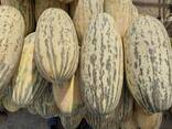 Дыни из Туркмении - фото 1