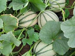 Дыня, Сербия