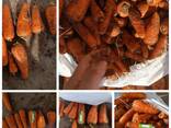 Экспорт сельскохозяйственной продукции из Республики Беларусь - фото 1