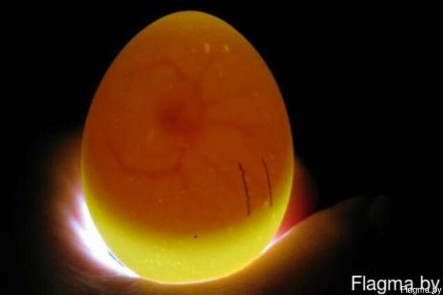 Эмбрион 7-9 дней кур несушек